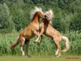 /album/fotogalerij/stoeiende-haflingers-jpg/